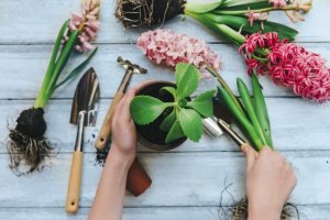 8 gode indendørs planter, du bør kende til