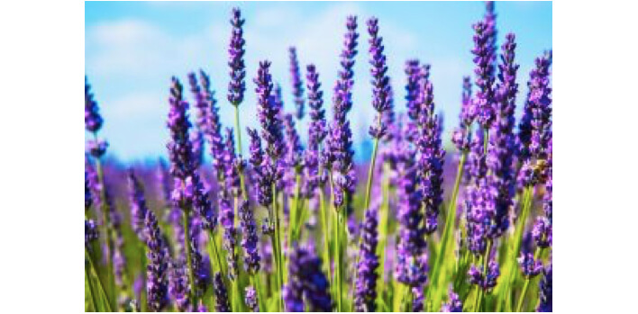 Lavendler.