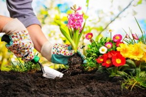 7 af de bedste planter til at pynte inde og ude