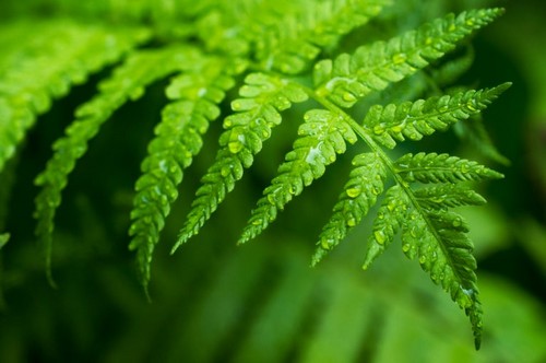 Du kan bruge bregnens blade til at pynte med