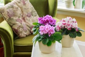 Efterårshave: 3 perfekte planter, du skal tilføje i haven