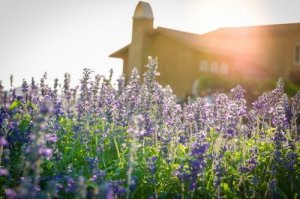 5 tricks for at få dit hjem til at dufte godt