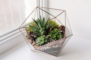 Dekorative terrarier: 5 typer til dit hjem
