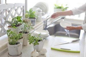 Køkkenplanter: 8 inspirerende idéer