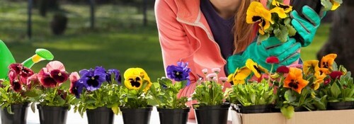 Stedmoderblomster vil se godt ud i din efterårshave