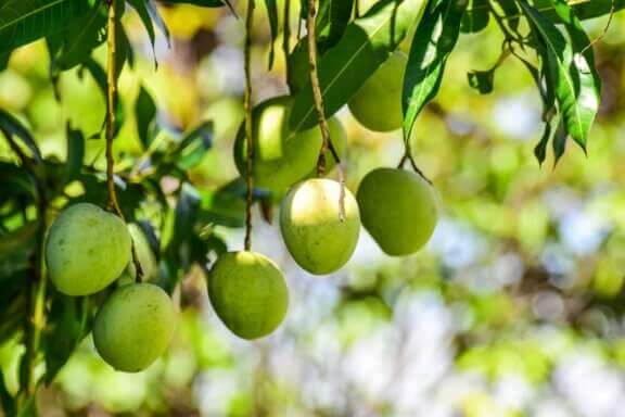 Tropiske planter: Mangotræ.