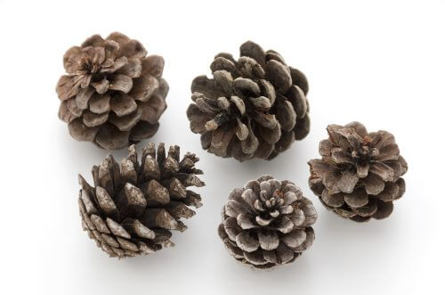 Du kan anvende fyrrekogler i dine efterårskranse