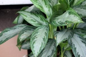 aglaonema trevi