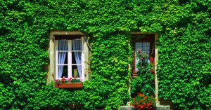 Udendørs vedbend: Hegn og vægge