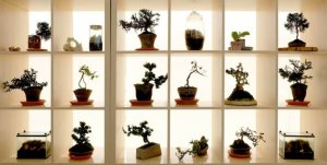 belysning bagfra skaber stemning