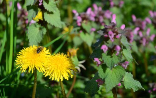 Mælkebøtter er ukrudtsplanter