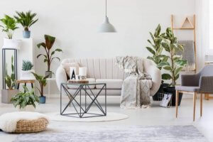 Grundlæggende plantepleje til at holde dem smukke