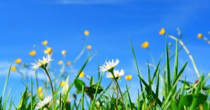 Sådan slipper du for ukrudt i haven