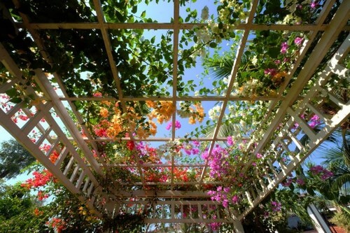 Veranda med espalier og planter