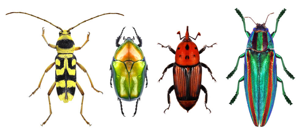 Scutoid er opkaldt efter scutellum i nogle insektarter.