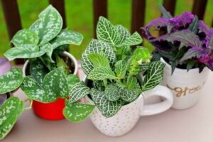 Sådan genbruger du gamle kaffekopper