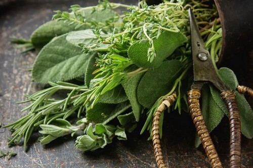 Plante, der er blevet beskåret