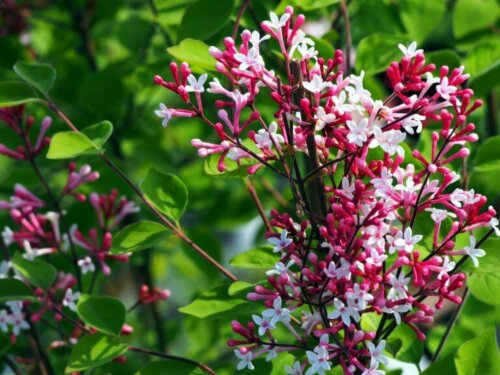 hvide og lyserøde blomster