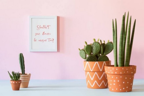 Forskellige slags kaktusser