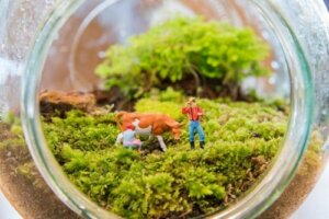Minihaver: 5 fremragende idéer du vil elske