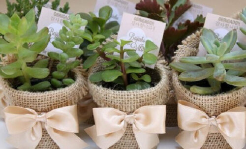 små flettede potter til planter