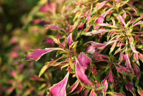 Coleus planter med farvede blade