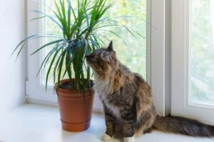 Prøv disse smukke planter med farvede blade