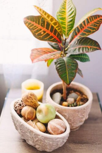 accessories og plante på bord