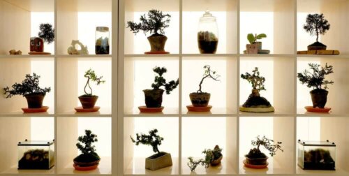 hylde med mange Bonsai-træer