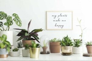 Basal pleje af dine planter