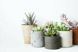 Planter der er nemme at holde i dit hjem