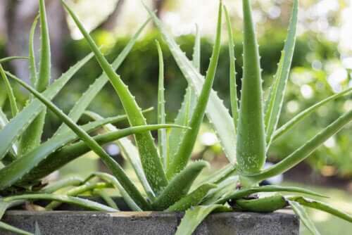 aloe vera planter der er nemme at holde