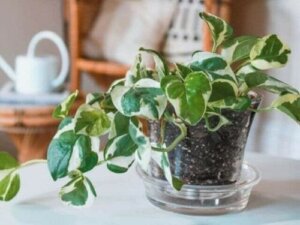 Planter, du skal kende til, som vil forskønne dit hjem