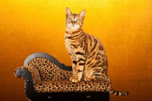 kat der sidder på et møbel