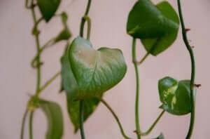 plante med lange stilke