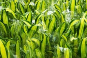 plante med tofarvede blade