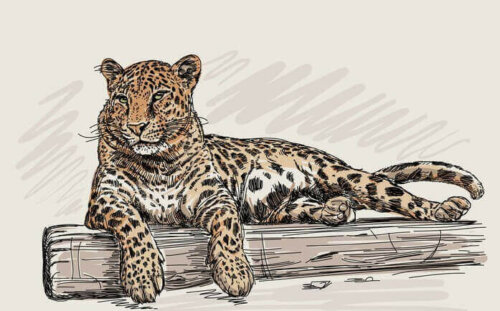 tegning af leopard