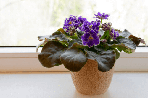 Indendørsplanter, der ikke kræver meget lys