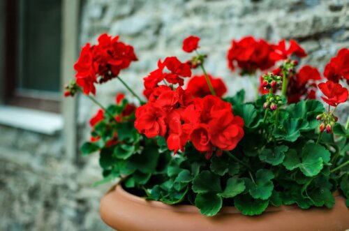 Giv liv til dit hjem om sommeren med disse 5 dekorative planter