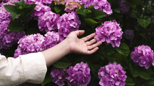 Hortensia er eksempel på prydbuske