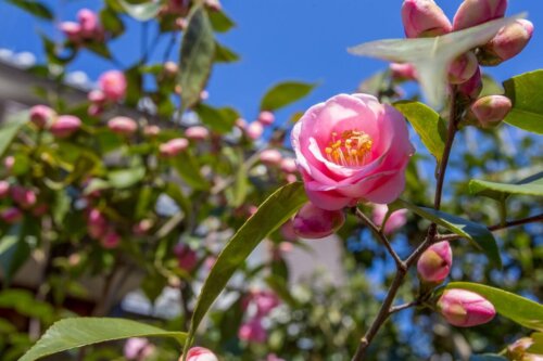 Lyserød kamelia